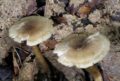 Biannulariaceae