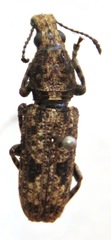 Ptychoderes nebulosus