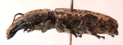 Ptychoderes nebulosus
