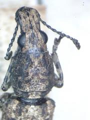 Ptychoderes nebulosus