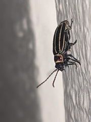 Disonycha pensylvanica