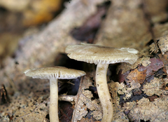 Biannulariaceae