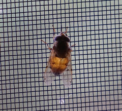 Copestylum haagii
