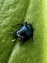 Pterocolus ovatus