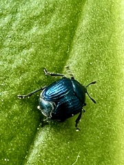 Pterocolus ovatus