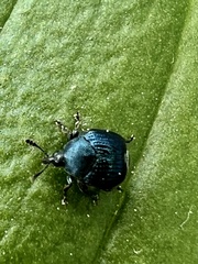 Pterocolus ovatus