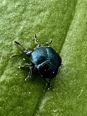 Pterocolus ovatus