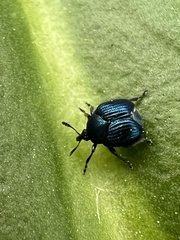 Pterocolus ovatus