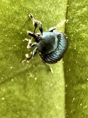 Pterocolus ovatus