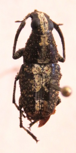 Phaenithon curvipes