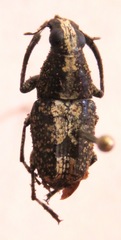 Phaenithon curvipes
