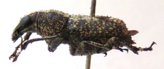 Phaenithon curvipes