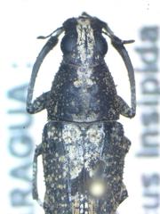Phaenithon curvipes