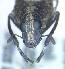 Phaenithon curvipes