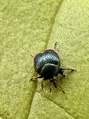 Pterocolus ovatus