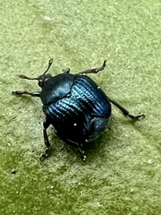Pterocolus ovatus