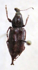 Meconemus infuscatus