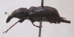 Meconemus infuscatus
