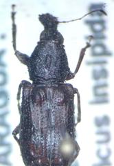 Meconemus infuscatus