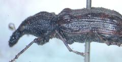 Meconemus infuscatus
