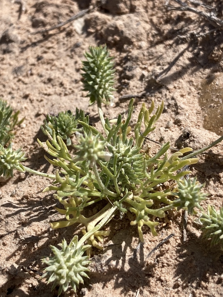 Curveseed Butterwort from Colorado National Monument, Grand Junction