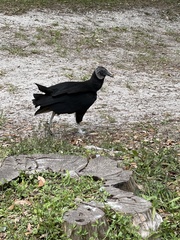 Coragyps atratus image