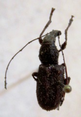 Meconemus infuscatus