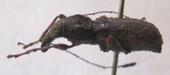 Meconemus infuscatus
