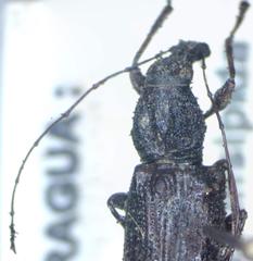 Meconemus infuscatus