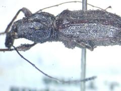 Meconemus infuscatus