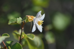 Styrax redivivus