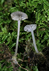 Hydropus praedecurrens