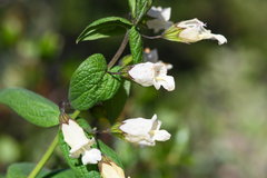 Lepechinia cardiophylla