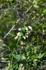 Lepechinia cardiophylla