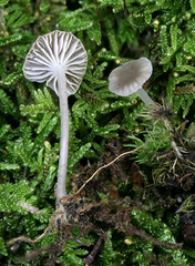 Hydropus praedecurrens