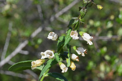 Lepechinia cardiophylla
