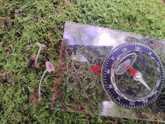 Hydropus praedecurrens