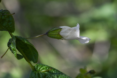 Lepechinia cardiophylla