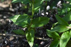 Lepechinia cardiophylla