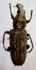 Ptychoderes rugicollis