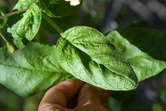 Lepechinia cardiophylla