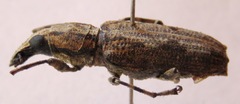 Ptychoderes rugicollis