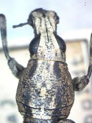 Ptychoderes rugicollis
