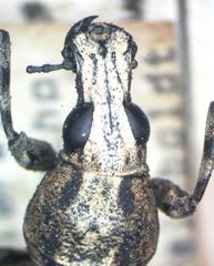 Ptychoderes rugicollis