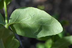 Lepechinia cardiophylla