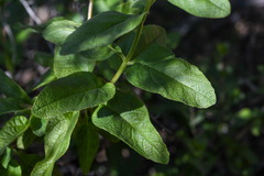 Lepechinia cardiophylla