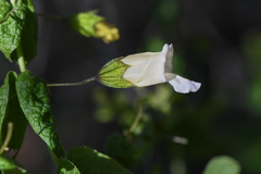 Lepechinia cardiophylla