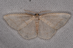 Protitame subalbaria