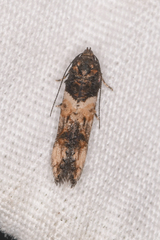 Walshia miscecolorella