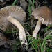 Inocybe griseovelata - Photo (c) Jacob Kalichman, some rights reserved (CC BY-NC), uploaded by Jacob Kalichman